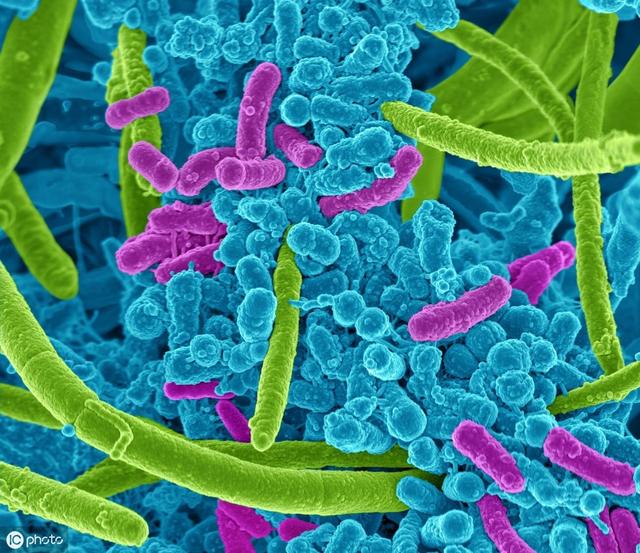微生物考點及記憶口訣