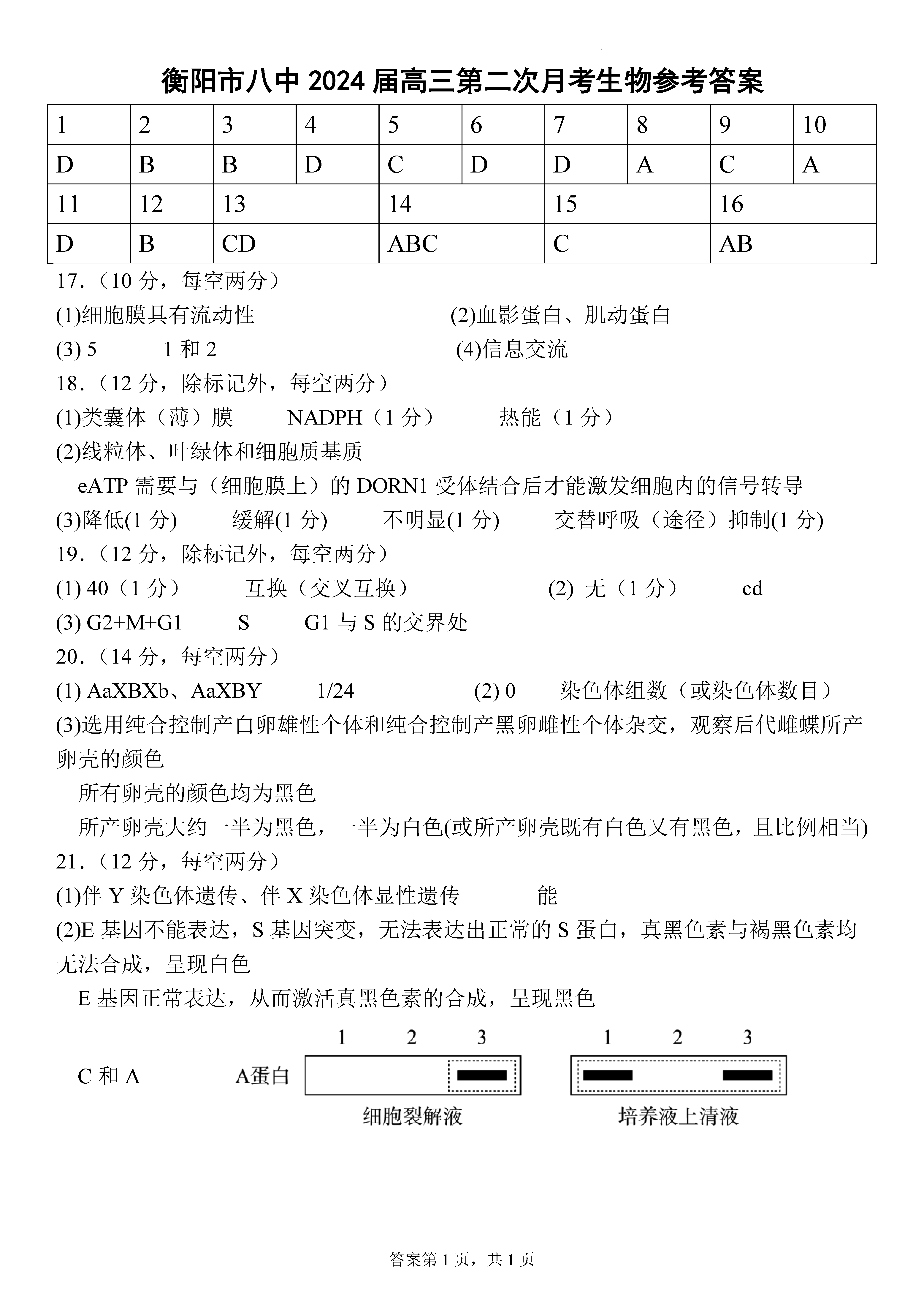衡陽(yáng)八中2024屆高三上10月月考二生物試題及答案